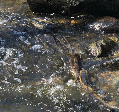 Fishing